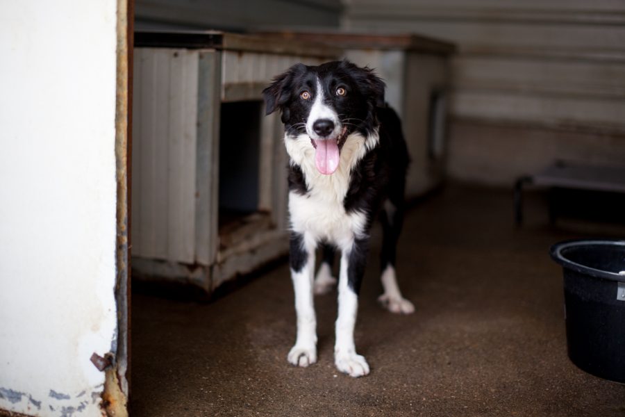 Hündin Wilma in ihrem Shelter in Rumänien