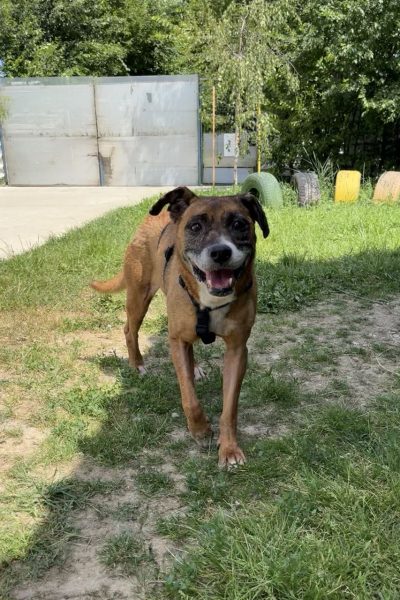 Braune Hündin steht auf der Wiese und schaut in die Kamera