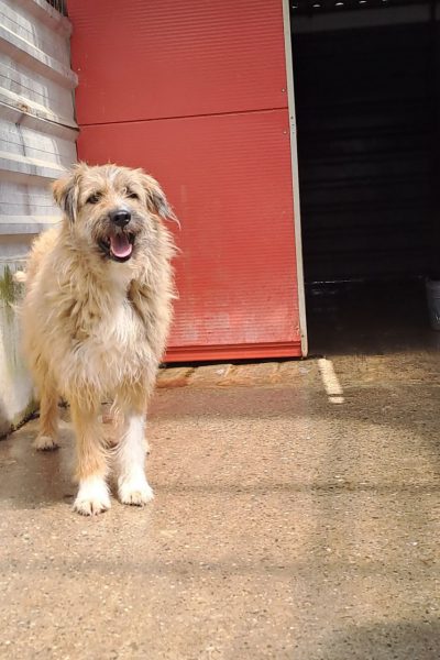 Beige Hündin steht im Zwinger