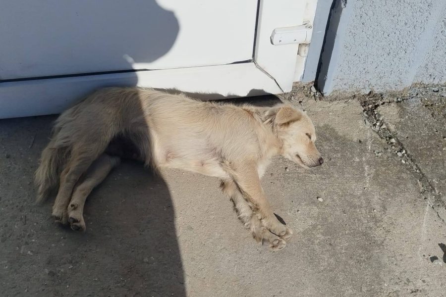 huendin-aus-rumaenischem-tierheim-mutter-peeta-hunderettung-europa