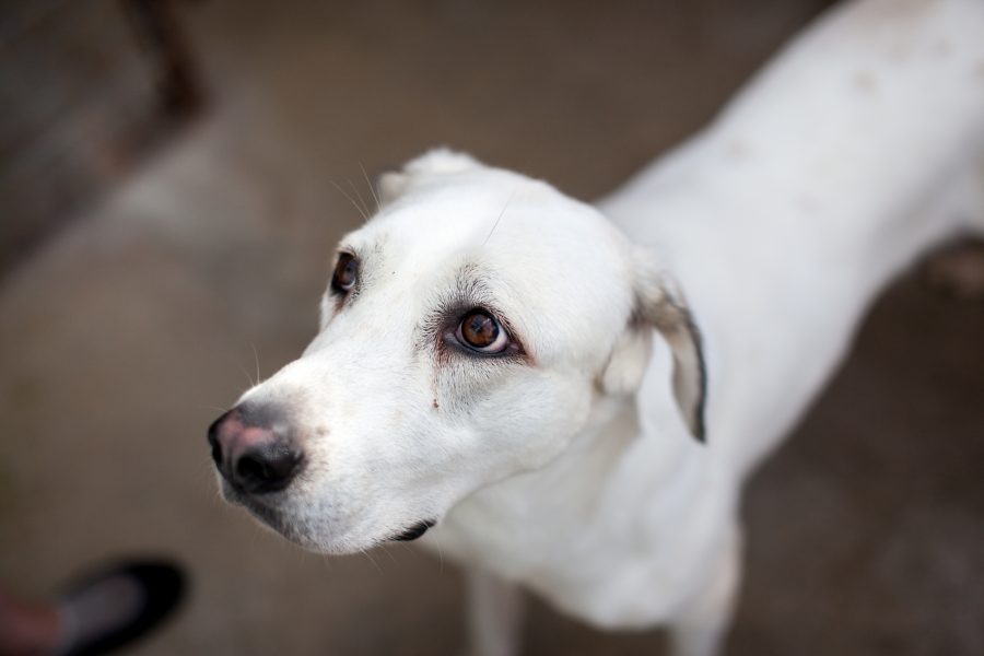 weiße Hündin steht im Zwinger
