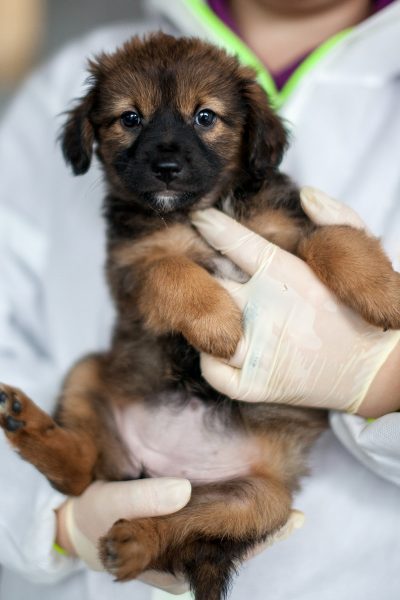 Kleine braune Penelope mit schwarzer Schnauze wird auf dem Arm gehalten.