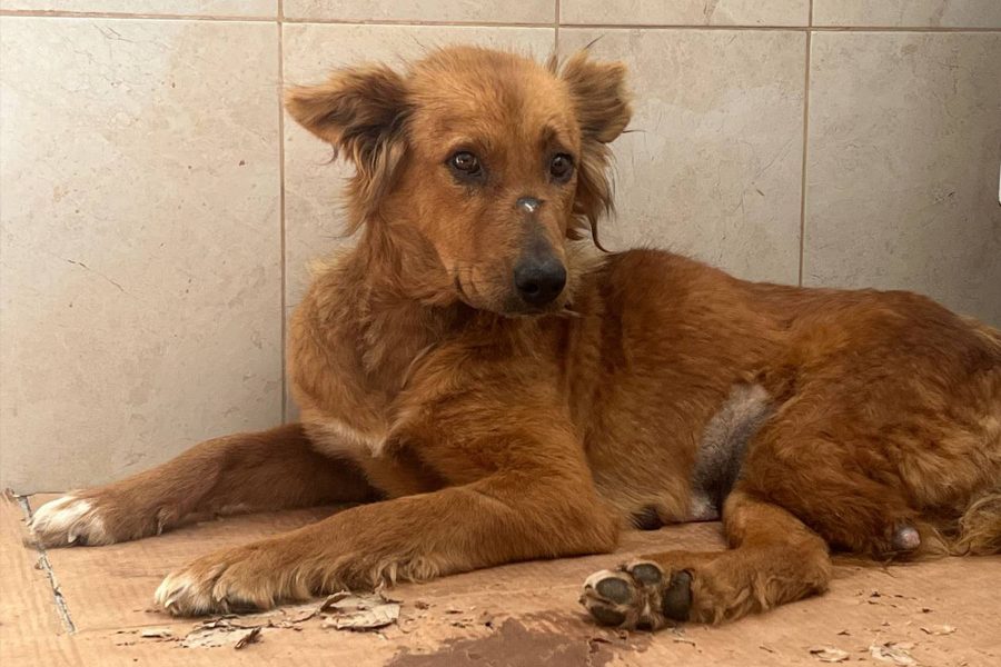 Pinja schaut sehnsüchtig in die Kamera