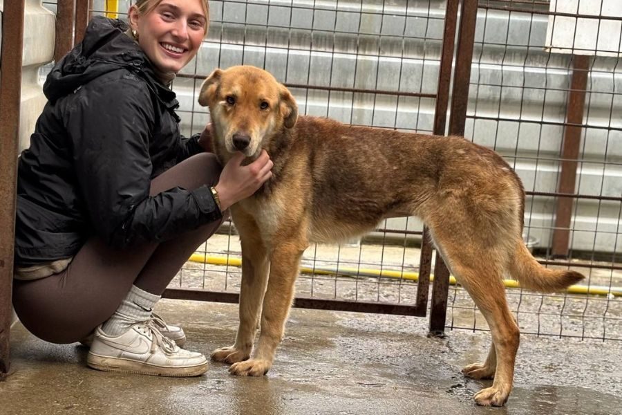 Hund sieht in die Kamera
