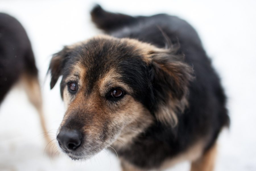 Die schwarz braune Hündin Daisy steht im Schnee