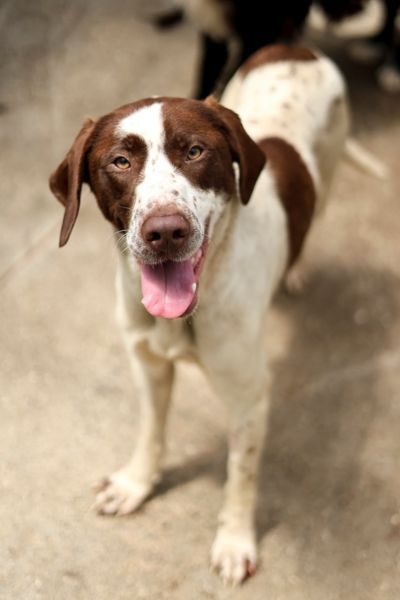 Die braun weiße Hündin Darcy schaut in die Kamera