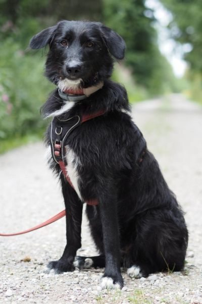 Schwarzer Hund mit weißem Latz sitzt auf Weg und schaut in die Kamera