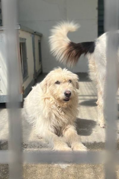 Großer weißer Hund schaut in die Kamera