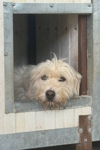 Großer weißer Hund schaut in die Kamera