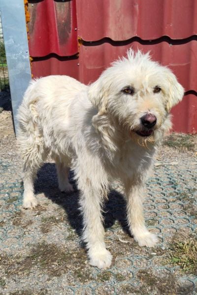 Großer weißer Hund schaut in die Kamera