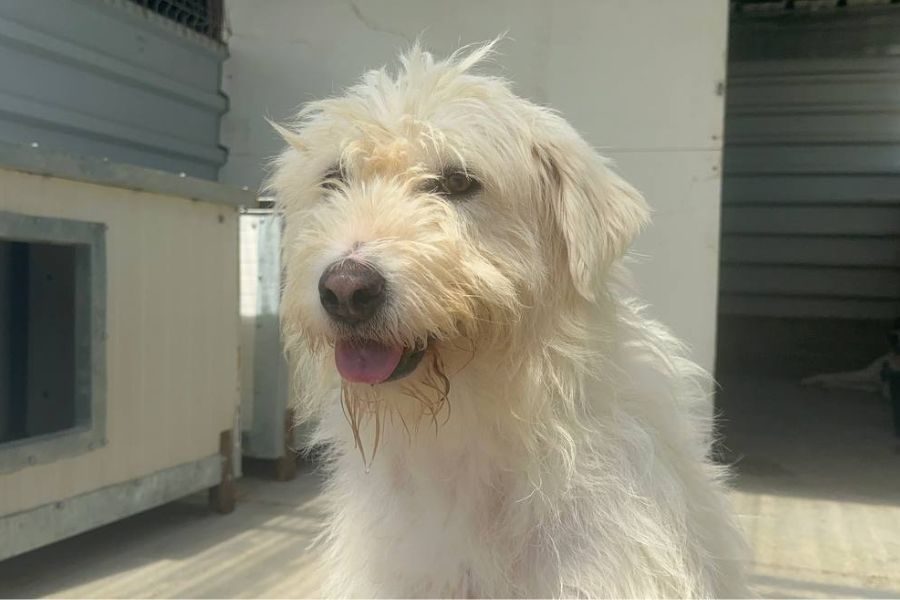 Großer weißer Hund schaut in die Kamera