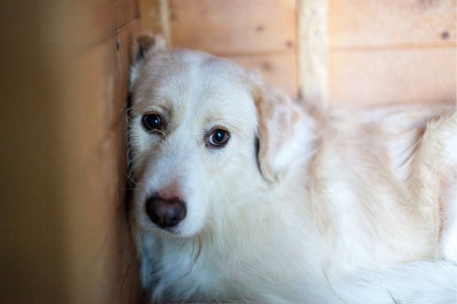 Hund mit beigem Fell sitzt in ihrer Hütte und schaut raus.