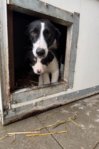 hündin-mama-rettung-tötungsstation-hunderettung-europa1