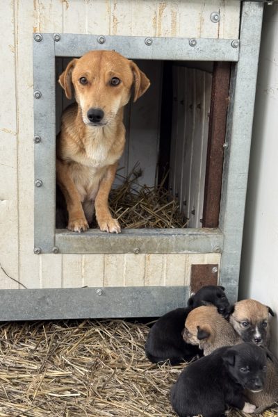 hündin-mama-rettung-tötungsstation-hunderettung-europa3