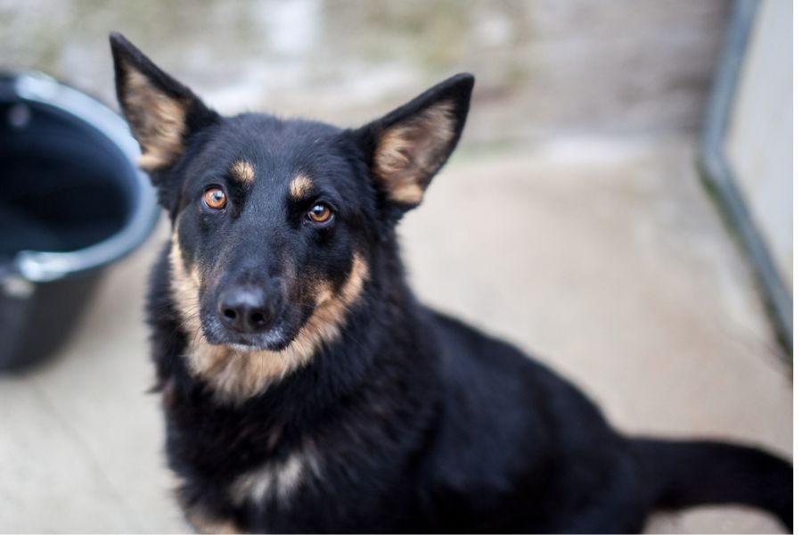 Die Schäferhund-Mix-Hündin Maya schaut mit treuen Augen in die Kamera.