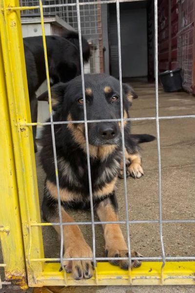 Die Schäferhund-Mix-Hündin Maya schaut mit treuen Augen in die Kamera.