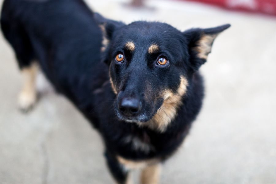 Die Schäferhund-Mix-Hündin Maya schaut mit treuen Augen in die Kamera.