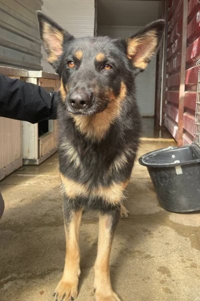 Die Schäferhund-Mix-Hündin Maya schaut mit treuen Augen in die Kamera.