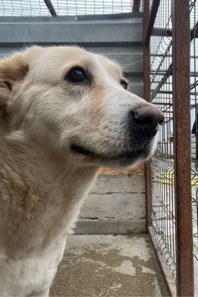 Beige-weiße große Hündin schaut in die Kamera