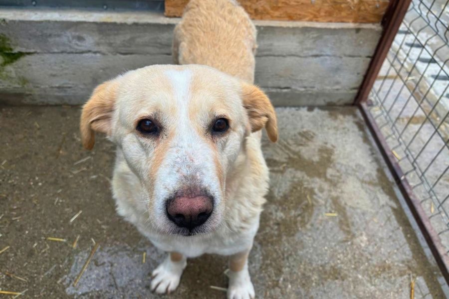 Beige-weiße große Hündin schaut in die Kamera