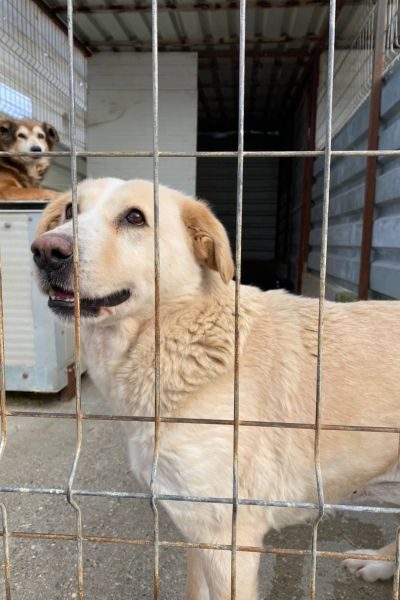 Beige-weiße große Hündin schaut in die Kamera