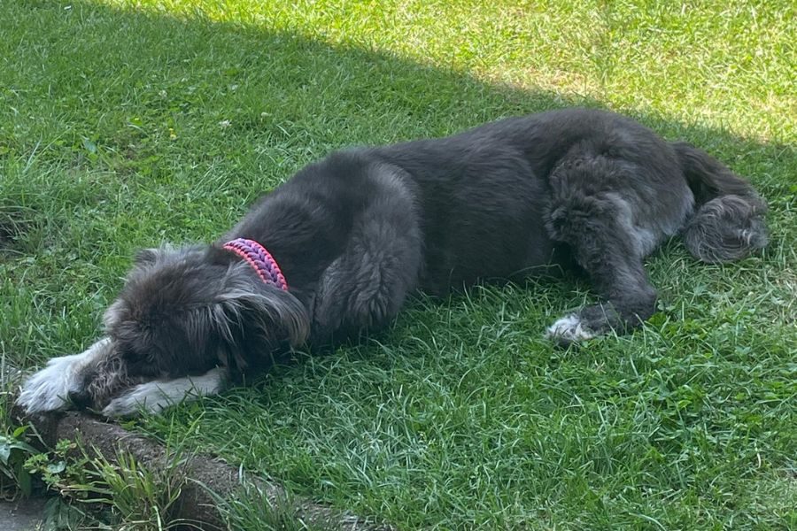 Schwarz-graue Hündin liegt auf einer grünen Wiese.