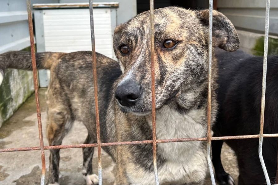 Die gestromte Hündin Naroa mit den weißen Pfötchen schaut aus ihrem Zwinger heraus.