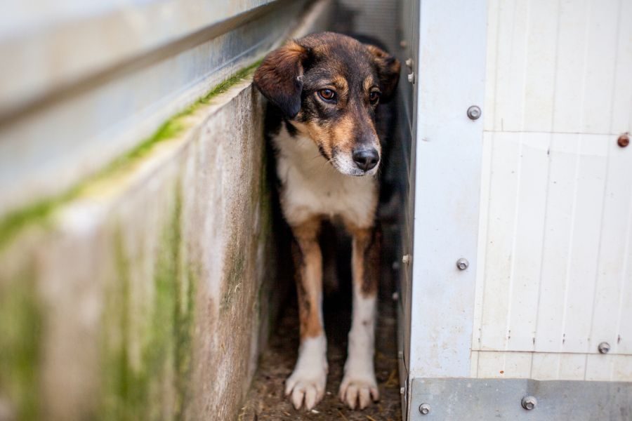 Junghündin Olea steht im Zwinger und schaut neugierig in die Kamera.