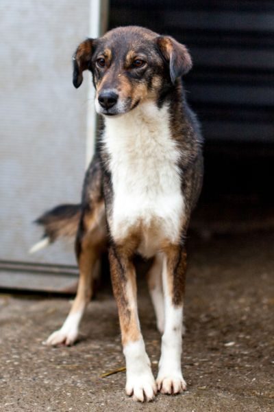 Junghündin Olea steht im Zwinger und schaut neugierig in die Kamera.