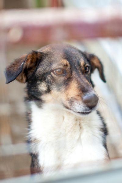 Junghündin Olea steht im Zwinger und schaut neugierig in die Kamera.