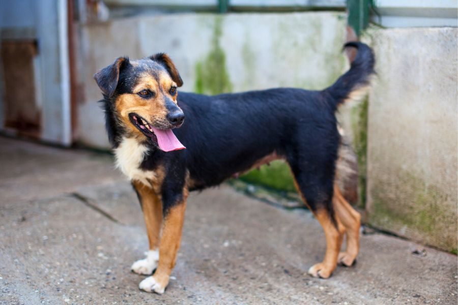 Die tricolor Hündin Peppy schaut in die Kamera