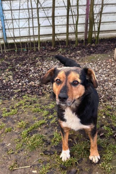 Die tricolor Hündin Peppy schaut in die Kamera