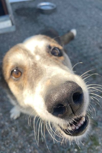 Solea schaut aufmerksam in die Kamera.