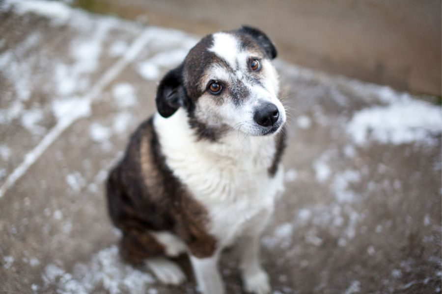 Solea schaut aufmerksam in die Kamera.