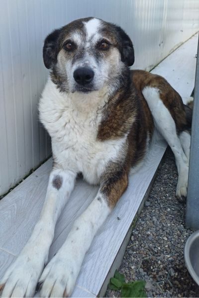 Solea schaut aufmerksam in die Kamera.