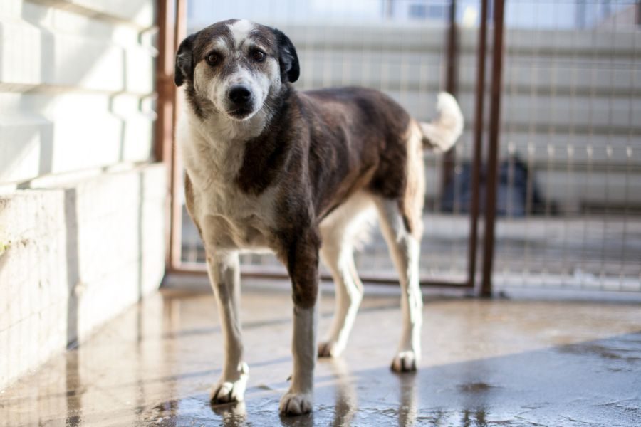 Solea schaut aufmerksam in die Kamera.