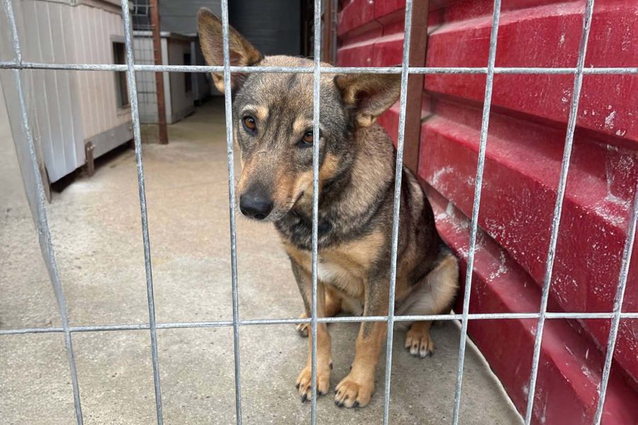 Die braune Hündin Abby sitzt im Shelter und schaut durch das Gitter Richtung Kamera