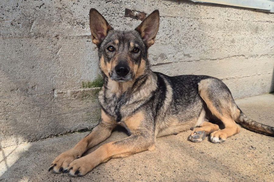 Die braune Hündin Abby liegt im Shelter und schaut traurig Richtung Kamera