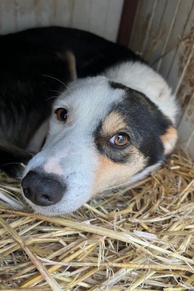 Dreifarbige Hündin schaut in die Kamera