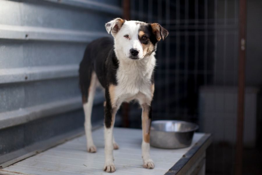 Dreifarbige Hündin schaut in die Kamera