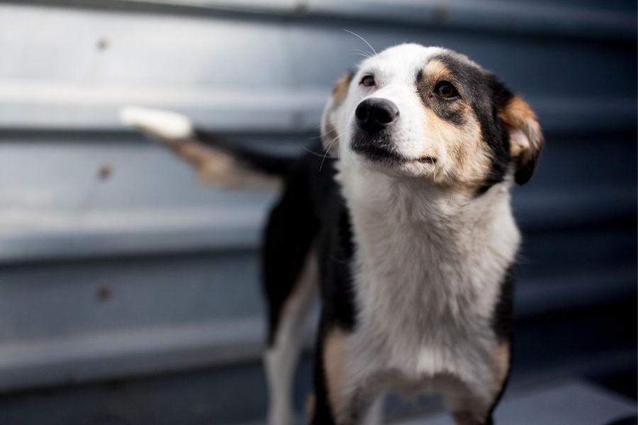 Dreifarbige Hündin schaut in die Kamera
