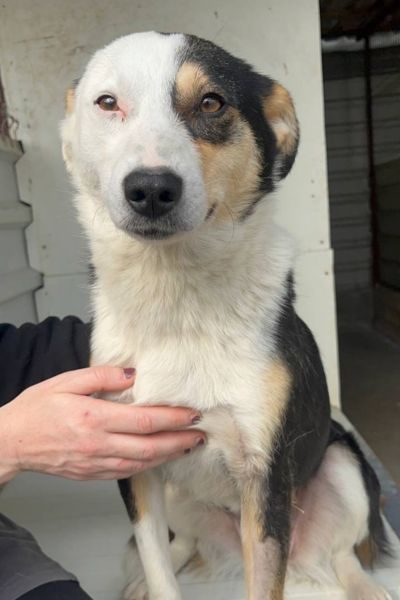 Dreifarbige Hündin schaut in die Kamera