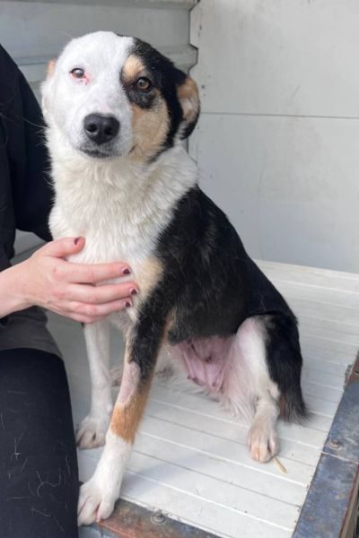 Dreifarbige Hündin schaut in die Kamera