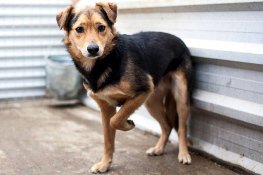 Der Rüde Yacco steht in seinem Zwinger.