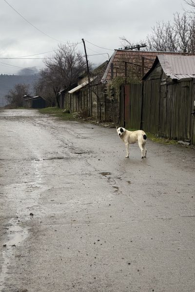 hund-auf-straße-hunderettung-europa