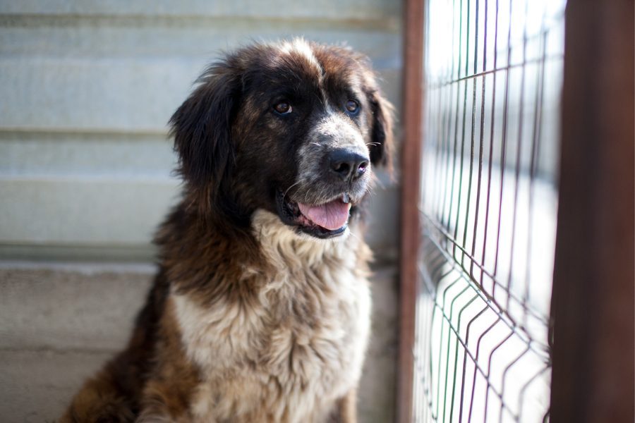 Schwarz, weiß, brauner Rüde sitzt im Zwinger und schaut in die Kamera