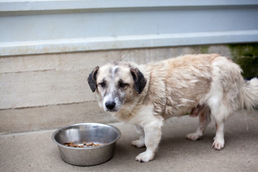 Rüde Ennio steht vor seinem Futternapf und schaut in die Kamera