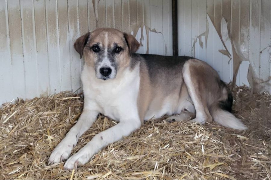 Weiß, brauner Hund liegt auf dem Stroh in seiner Hütte