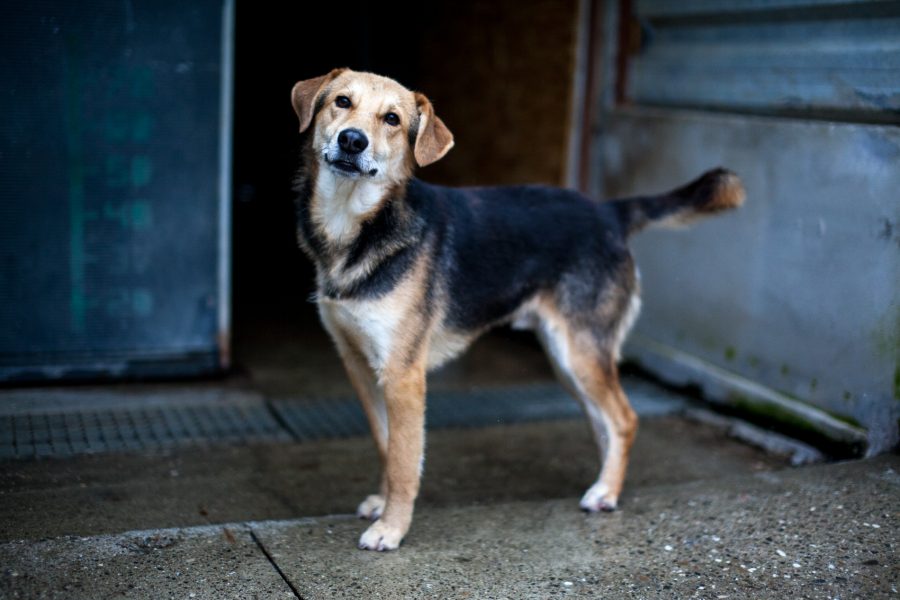 Schwarz brauner Hund schaut in die Kamera