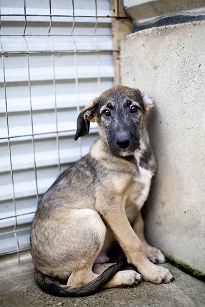 Scone als Welpe sitzt zusammengerollt in einer Ecke und schaut ängstlich in die Kamera